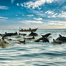 خلیج دیرستان (خلیج دلفین ها)